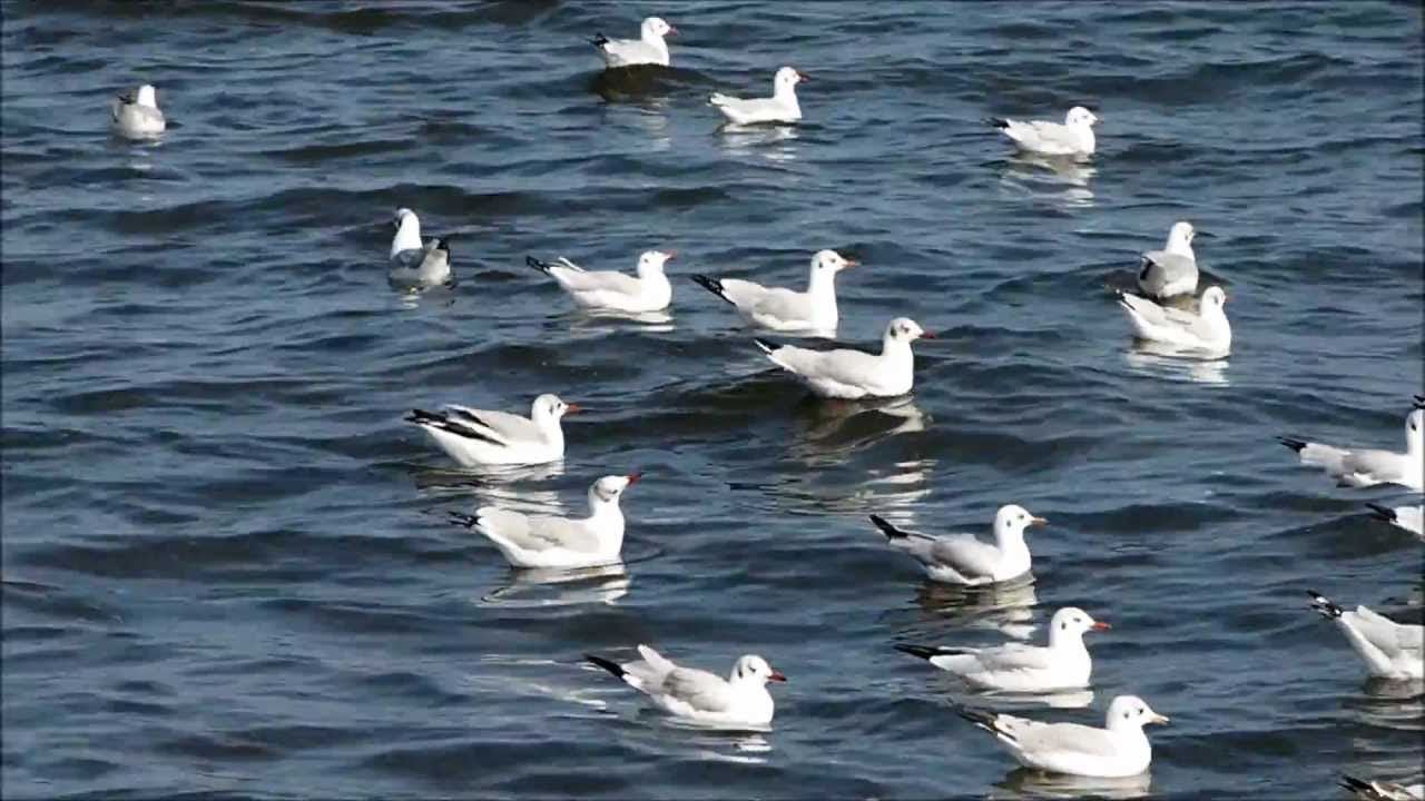 นกนางนวล สถานตากอากาศบางปู