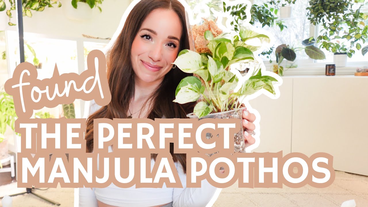 finally found the ✨perfect✨manjula pothos | repot + adding to a moss pole