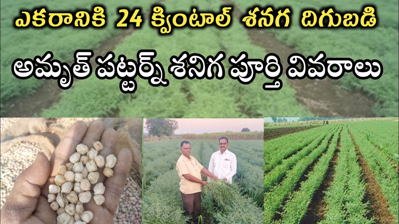 Bengal gram farming in Telugu || శనిగ పంటలో అధిక దిగుబడి సాదించాలంటే || Amruth patter #chena