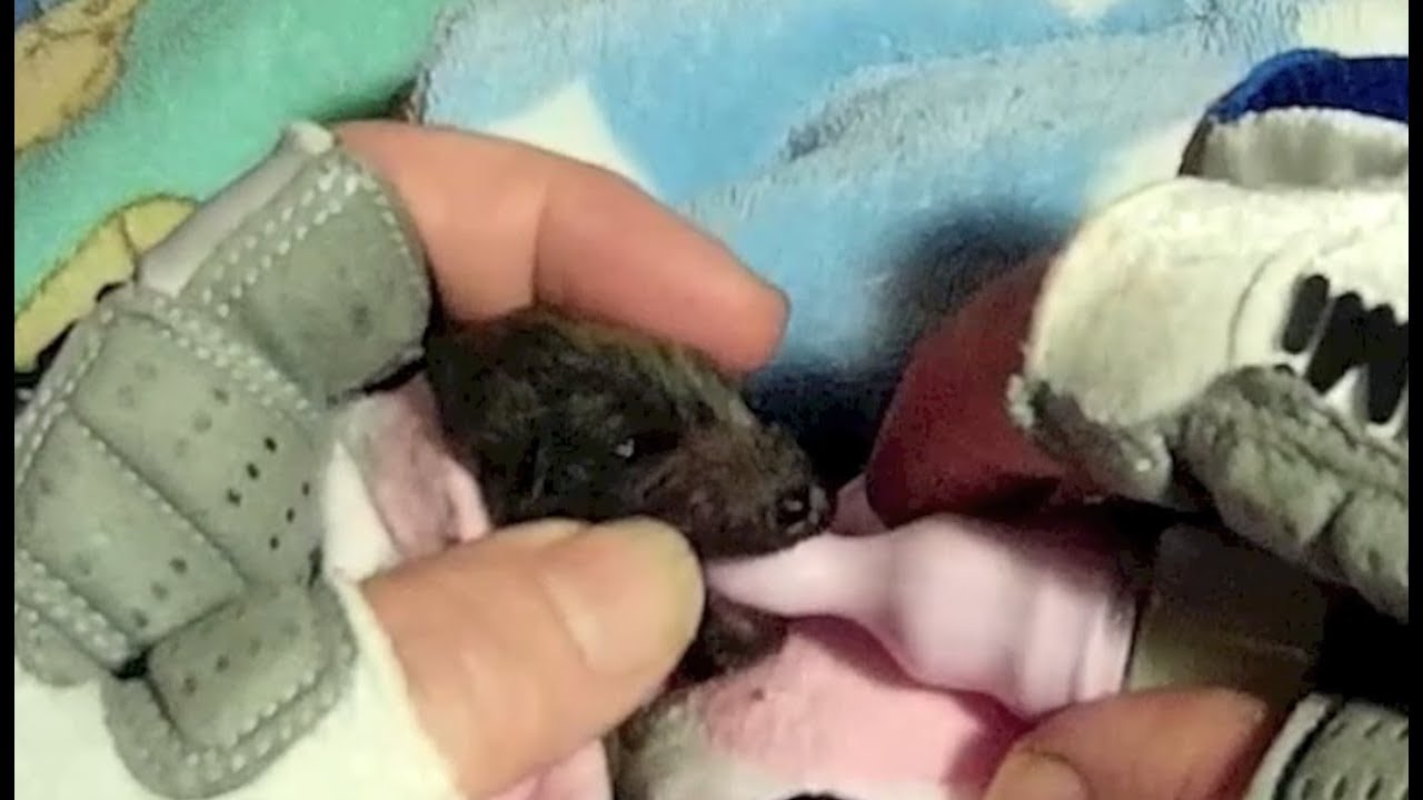First night in care for the twin flying-foxes:  Velcro and Klingon