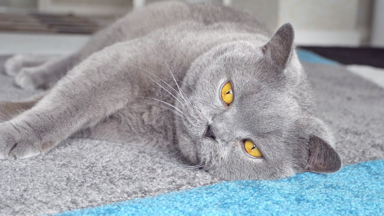 The Loudest Purr Ever? - Massive Cat Loves Brushing