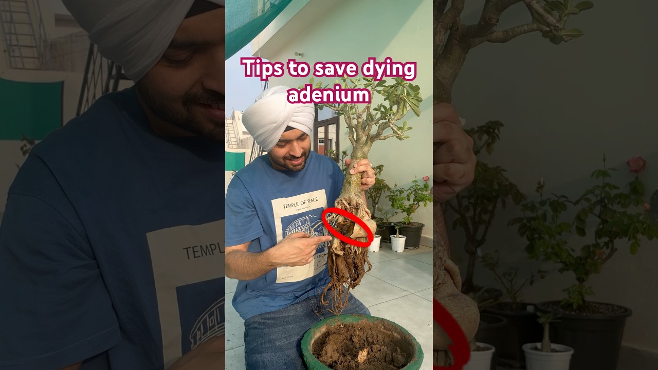 How to save dying adenium