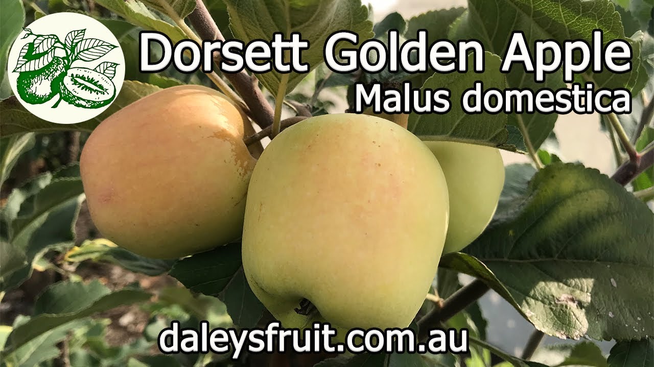 If you want to grow apples in subtropics or a warm climate, the Dorsett Golden Apple is perfect.