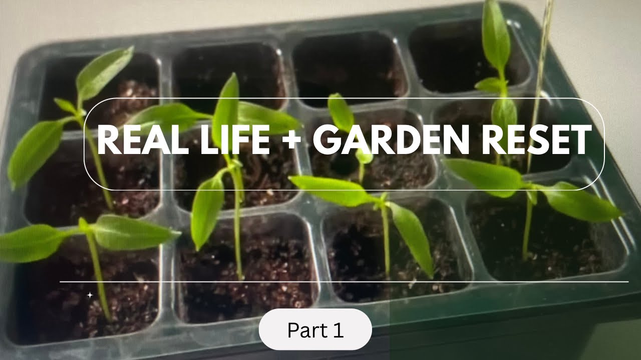 Balancing Real Life & The Garden 🌿 | Up Potting, Arbor Fix & Garden Haul #gardenwithme #zone8b 