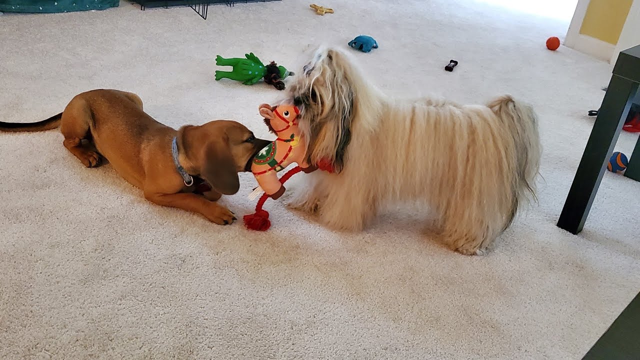 energetic puppies #dog #puppy #shihtzu #puggles