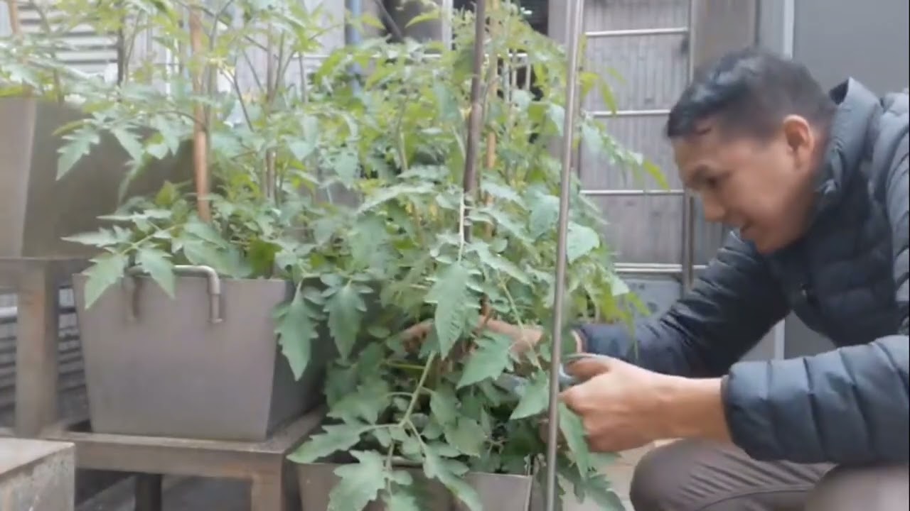 Paano mag Pruning sa Kamatis?