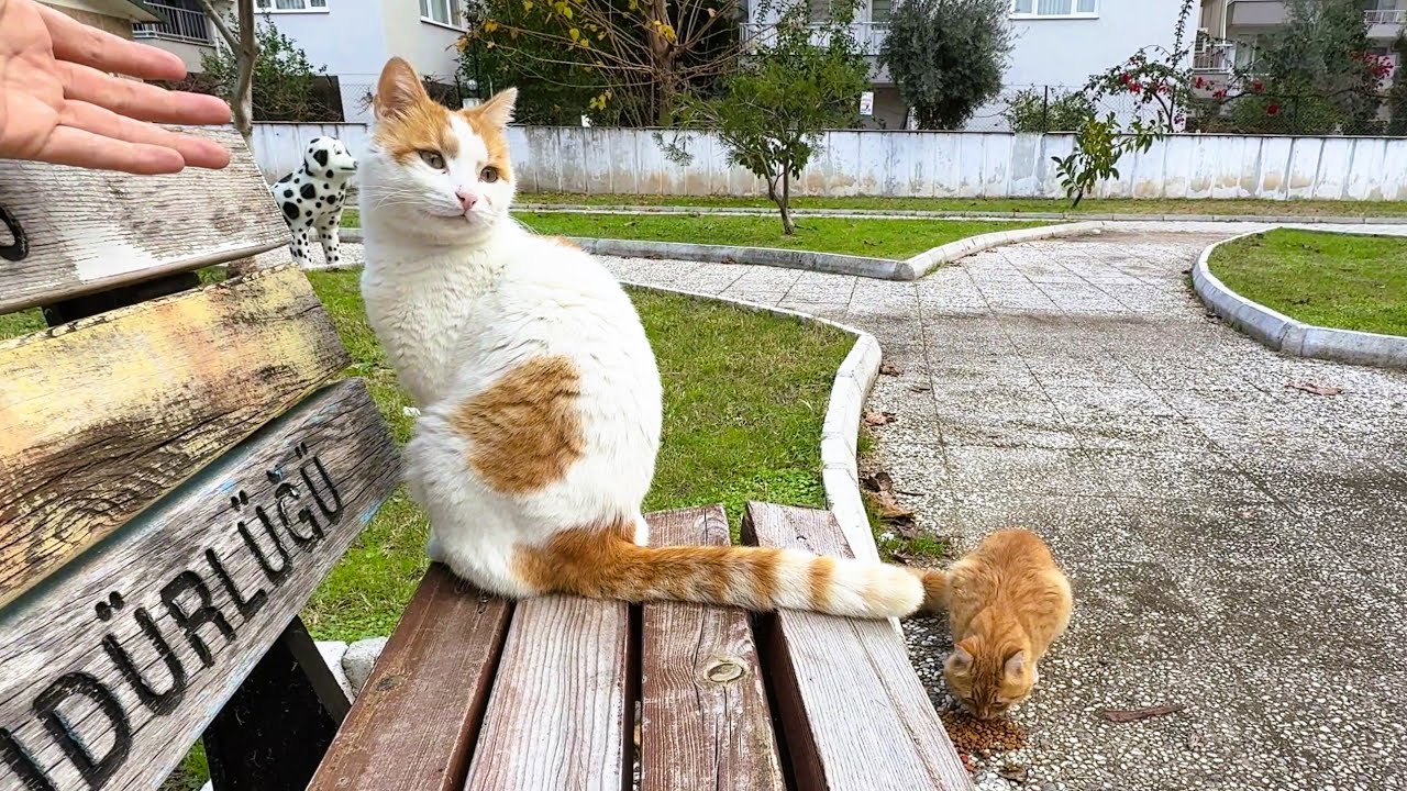 This Orange Cat Waited Her Turn