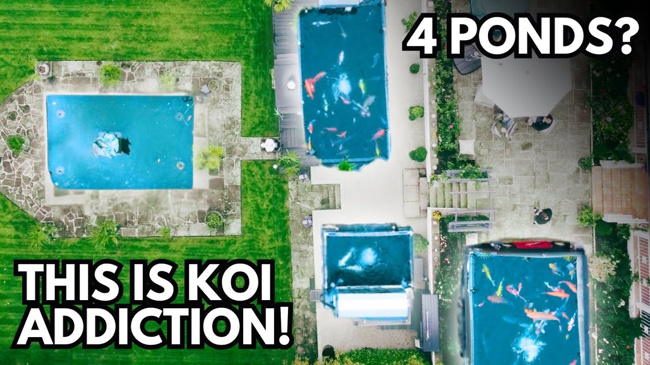 Лучший сад с карпами кои в АНГЛИИ?