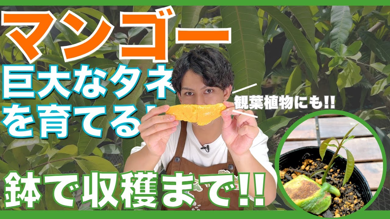 マンゴーを巨大な種から栽培！鉢植えで収穫まで成功する育て方の秘訣！【ハイポネックス】