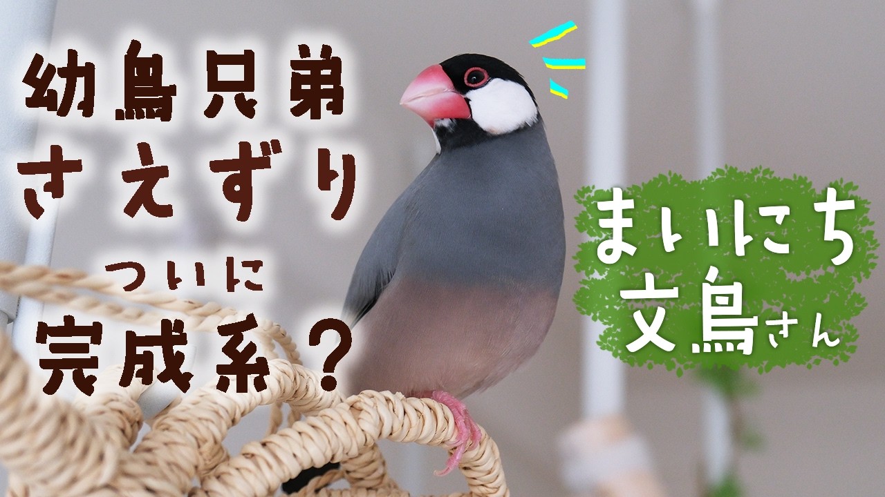 【作業用VLOG】生後５ヶ月の文鳥兄弟がついにさえずりをマスター？ハコベも食べる鳥達の日常【文鳥７羽】1 Hours of cute birds【Relaxing】Chirping・Singing