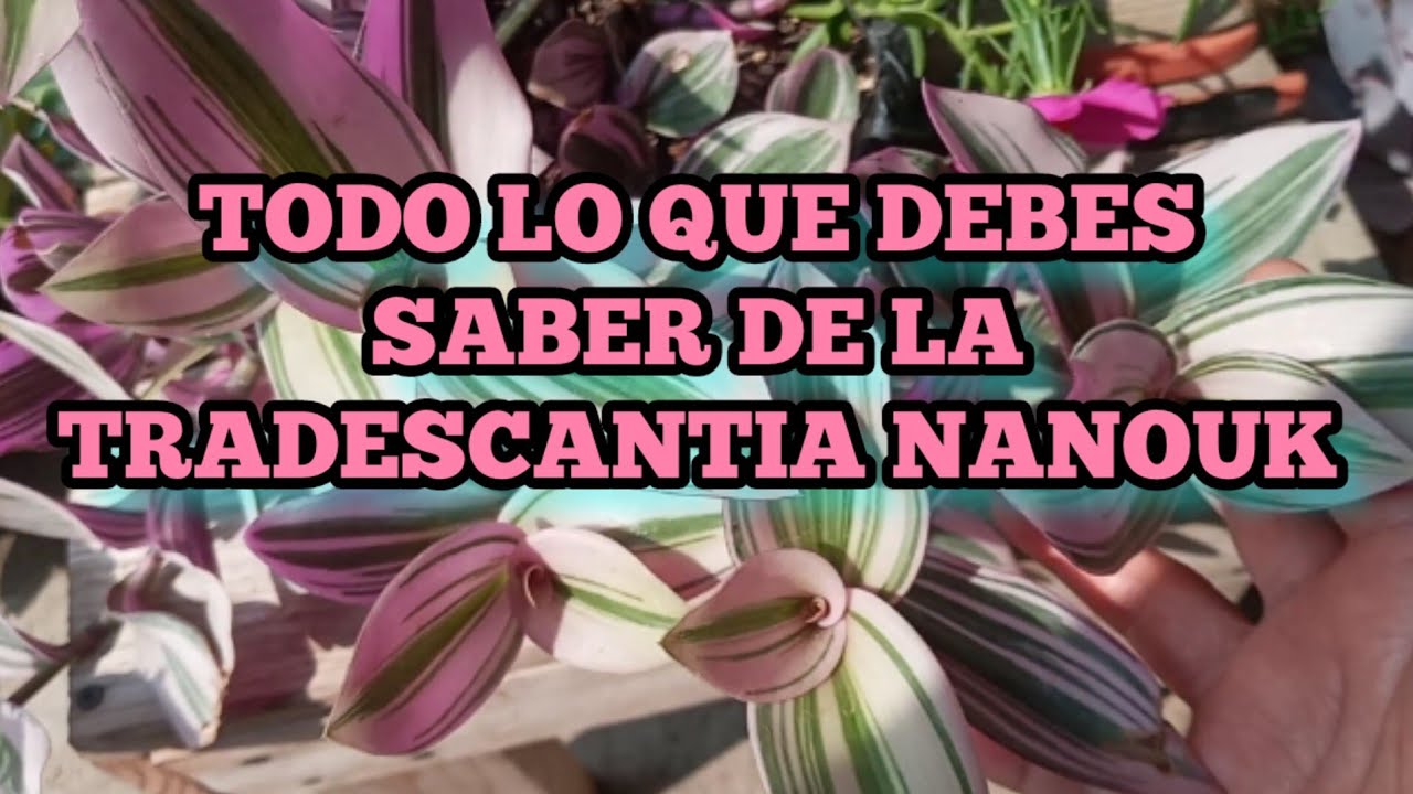 Cómo reproducir TRADESCANTIA NANOUK  fácilmente  +sustrato y cuidados