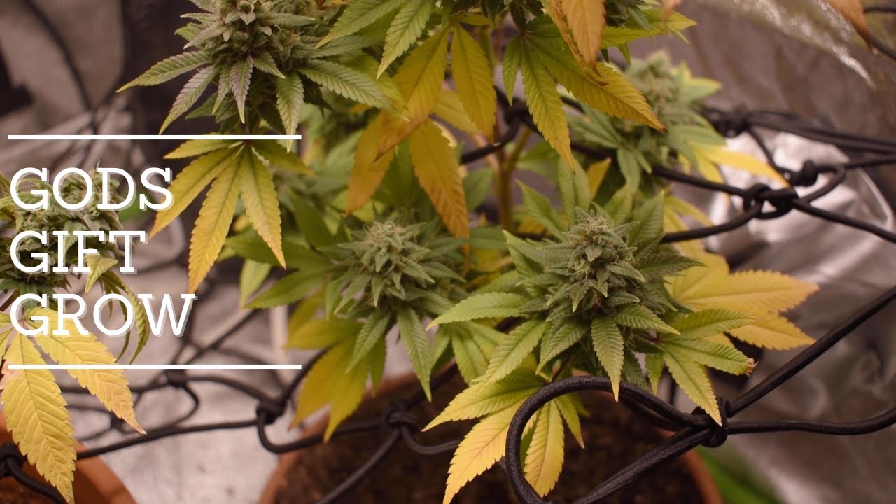 Gods Gift Grow