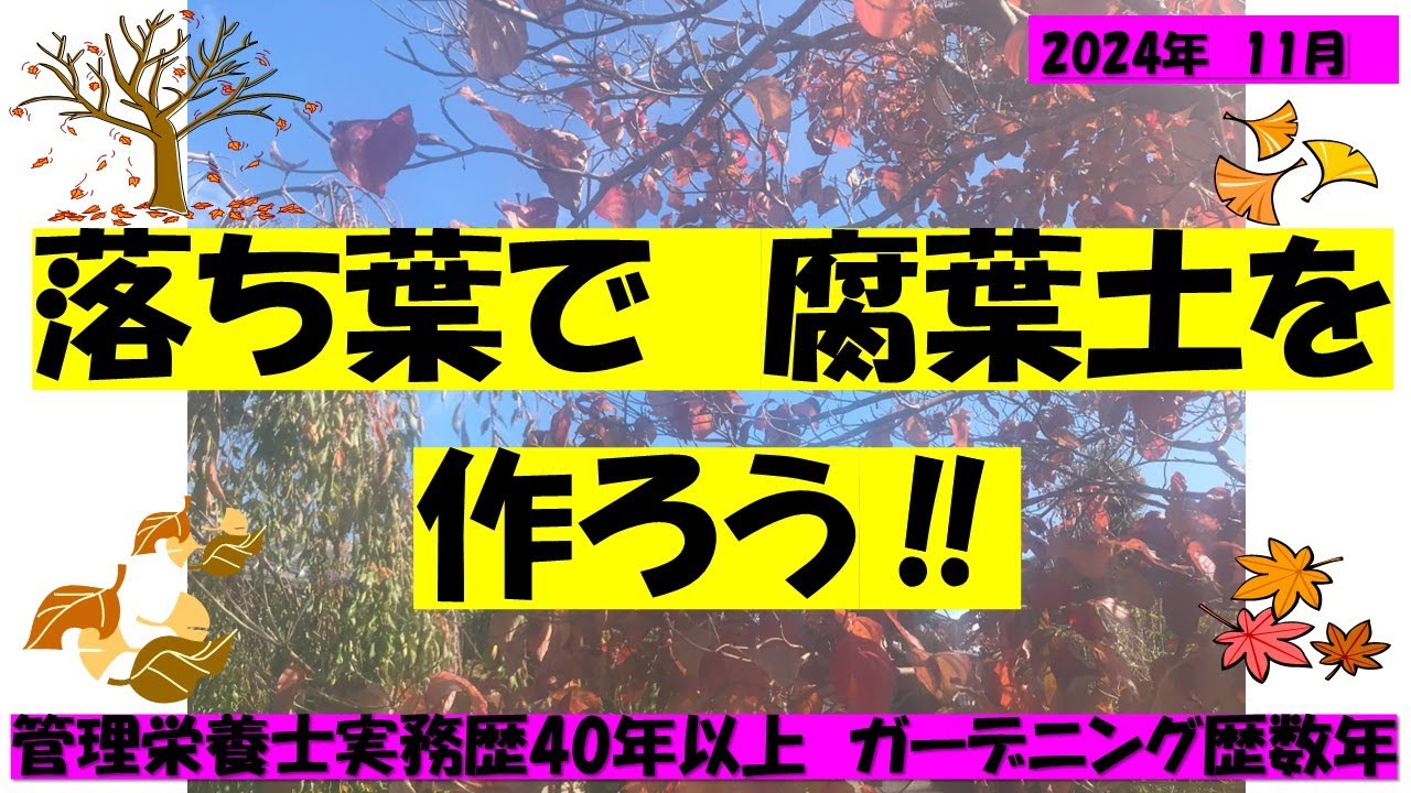 落ち葉でフカフカの腐葉土を！ゴミ袋持参で　公園や裏山で落ち葉を拾おう！