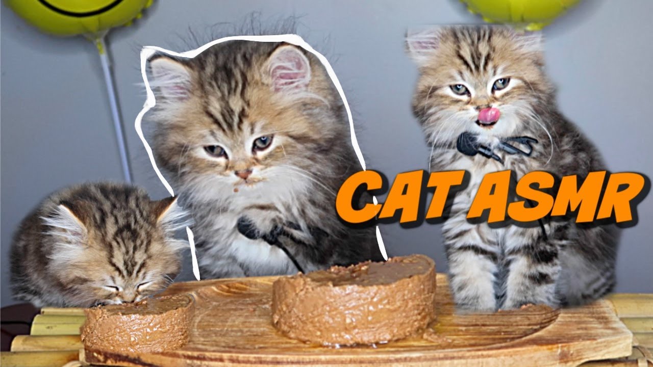 CAT ASMR - Kittens First Time Eating Food