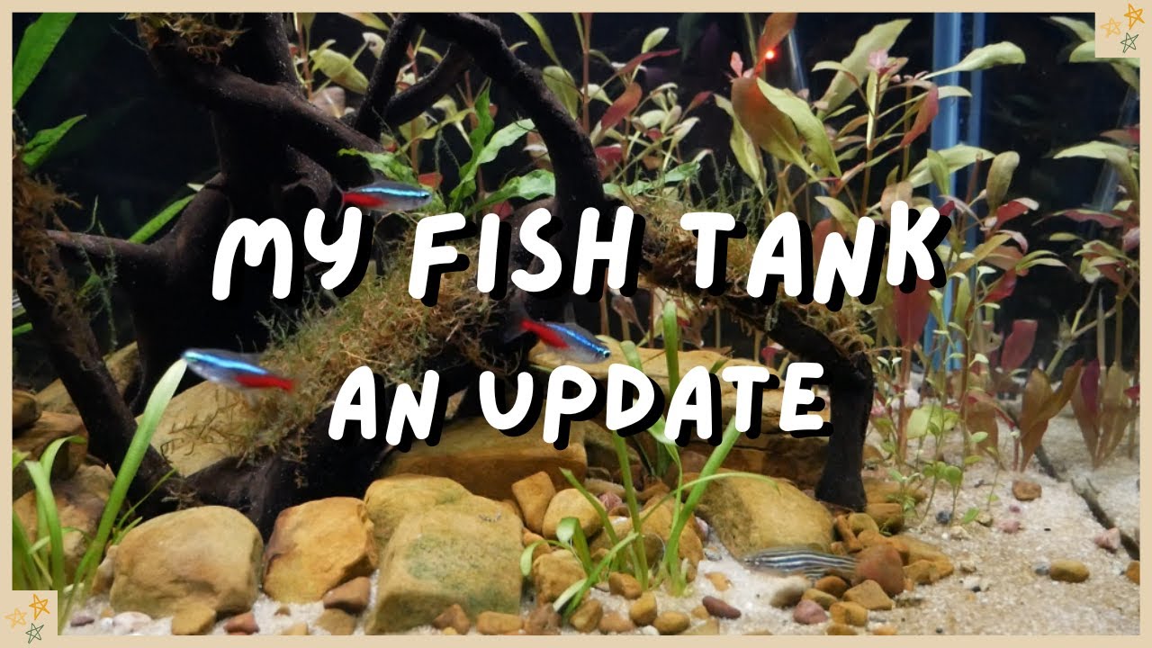 Изменения после 9 месяцев + Fish Tank TV