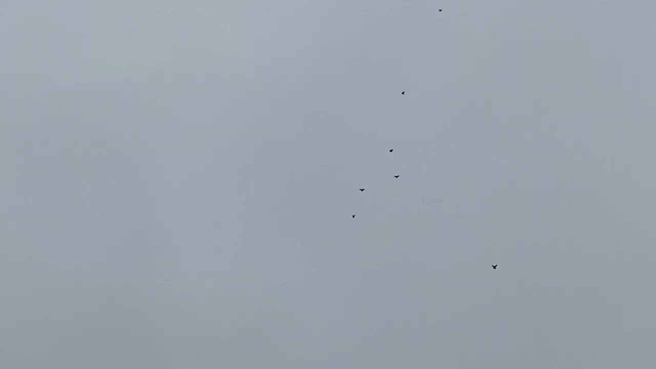 Голуби.подпугнул после обеда.09.01.2026