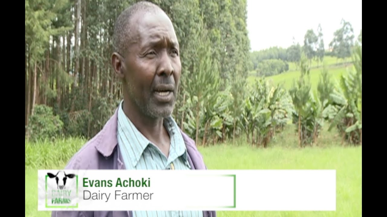 Fodder farming in Nyamira County to maximize dairy production - Part 1