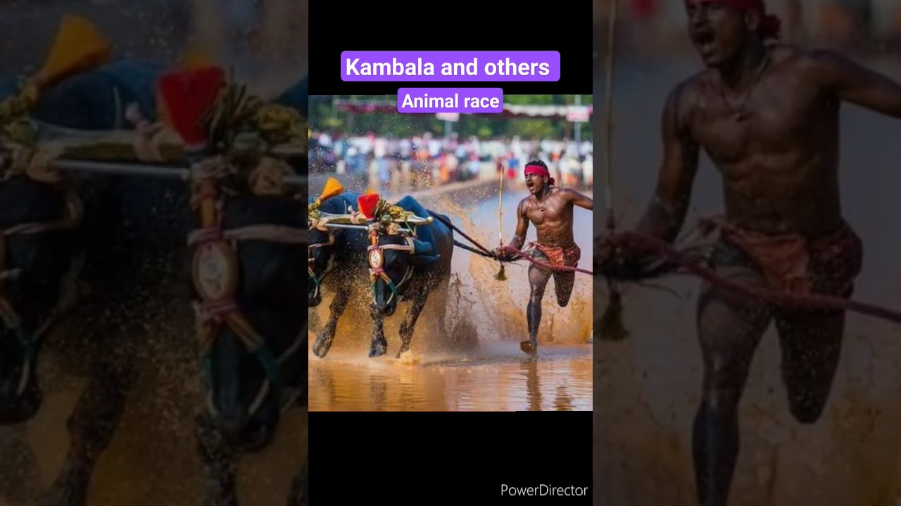 kambala and other animal race, why are they controversial#thehindu #youtube #viralshorts