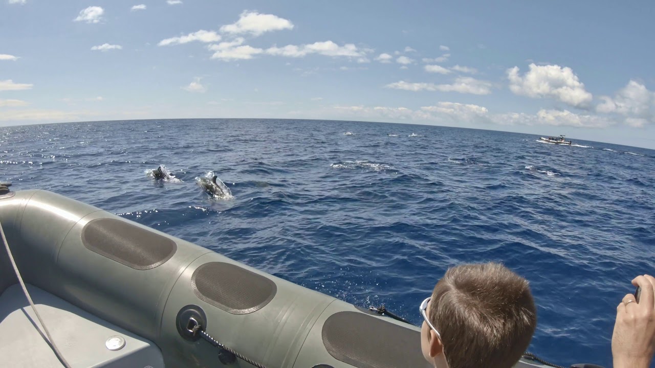 Azores - Pico - Whale Watching