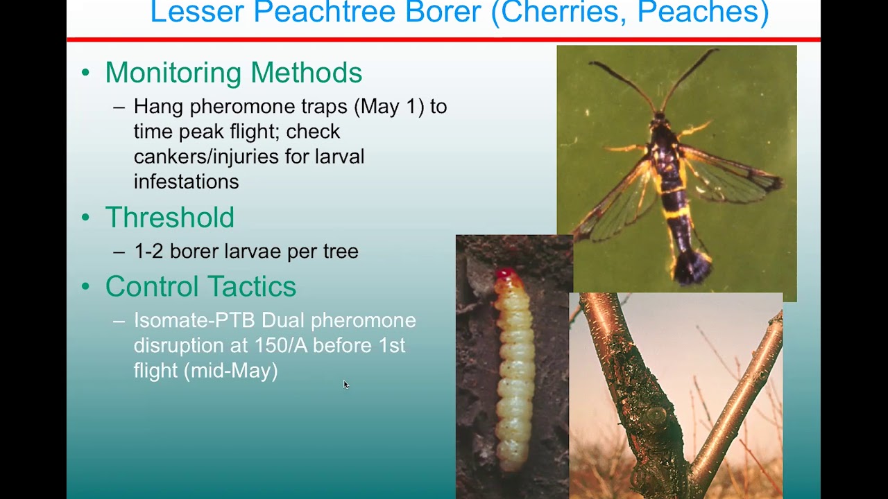 Stone Fruit IPM: Peachtree Borers