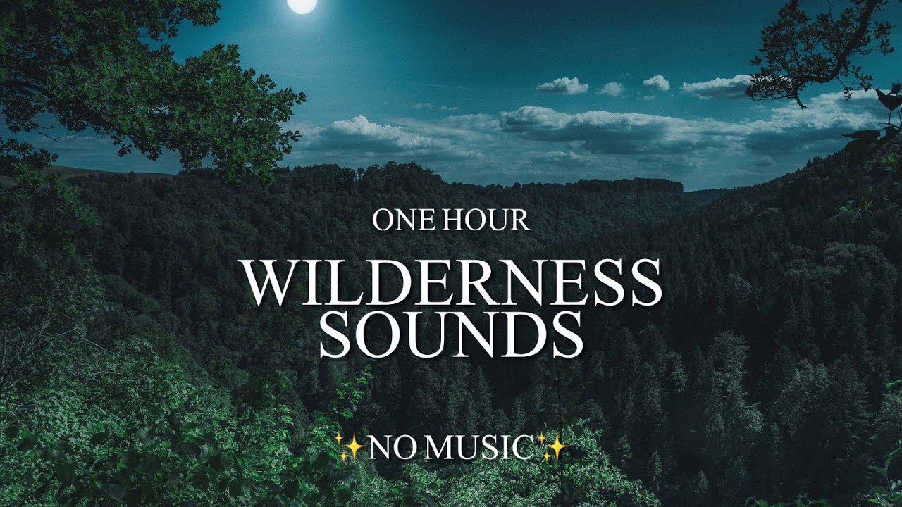 1 Hour Eerie Sounds Of The Wilderness - Wolf, Elk, & Loon Call (With Other Mysterious Creatures!)👣👹🐾