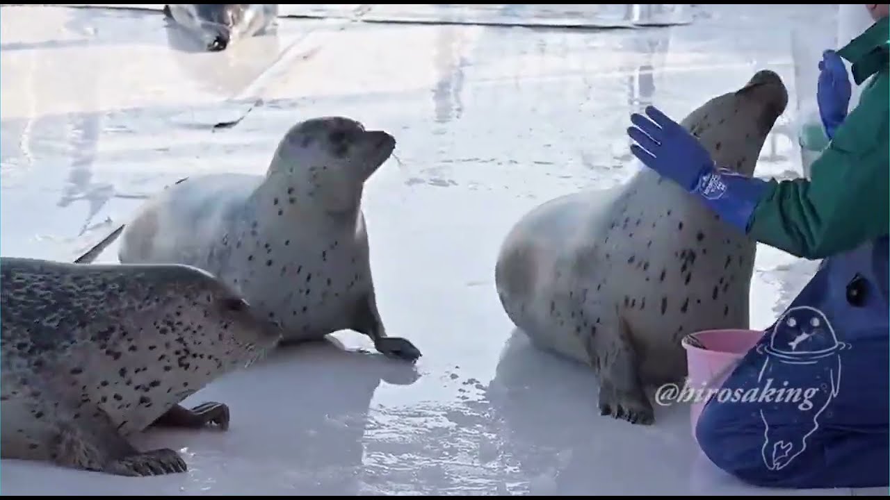 Top 10 seals compilation PART 2   | Valentine special