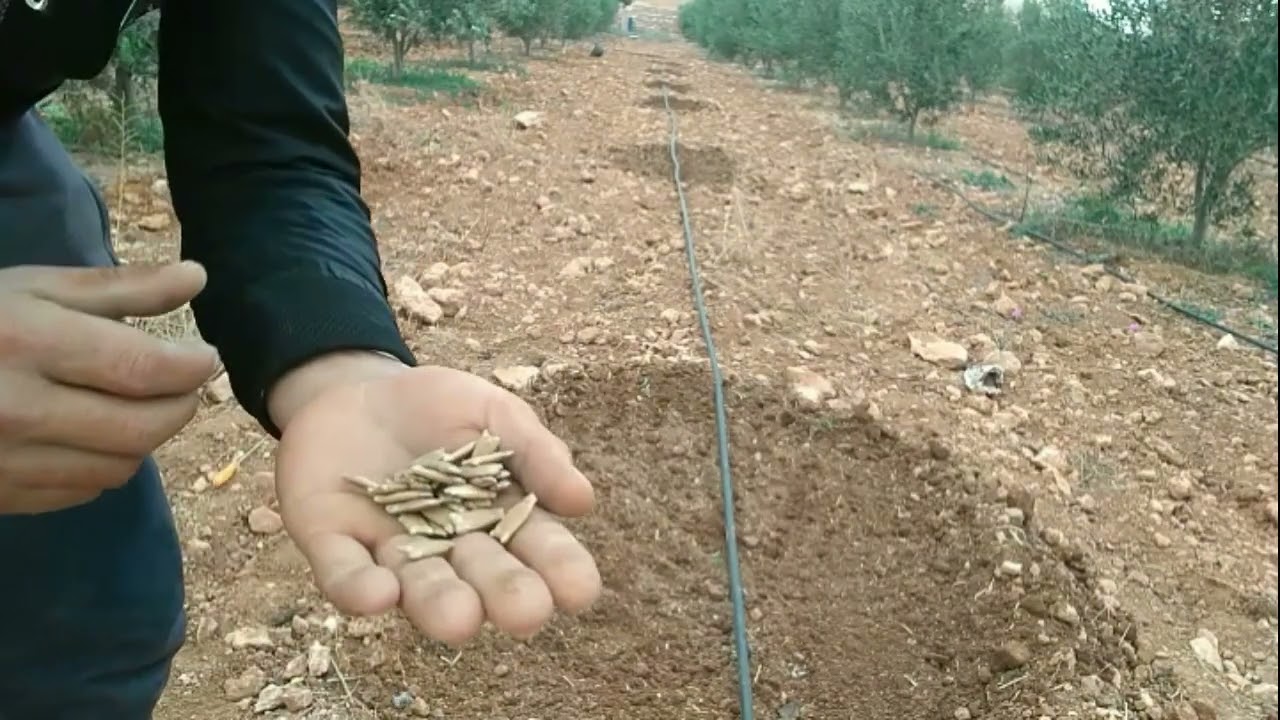 افضل طريقةزراعة القرع الأخضر من البذرة (لب خشب، سلاوي، يقطين اخضر)