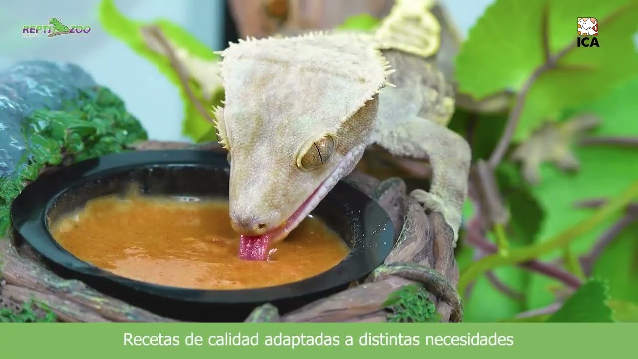INSECT PUREE - Alimento en pasta para reptiles