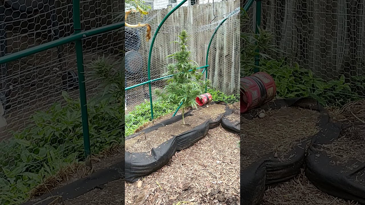 Autoflower mephisto genetics double grape/landrace ruderalis outdoor grow.