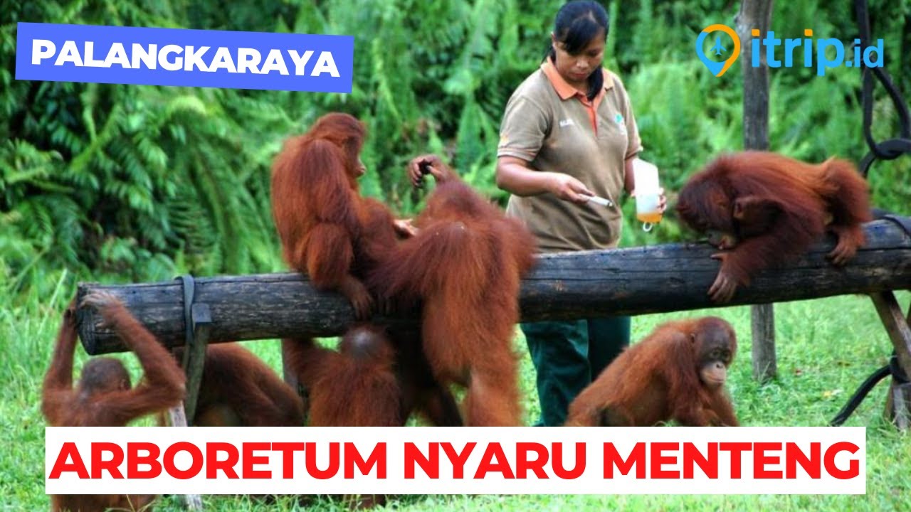 Arboretum Nyaru Menteng, Palangkaraya: Menyatu dengan Alam di Destinasi Wisata yang Menakjubkan!