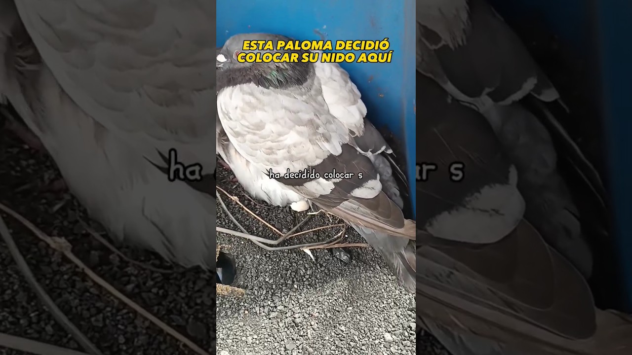 La paloma y su nido #curiosidades #datoscuriosos #lugares