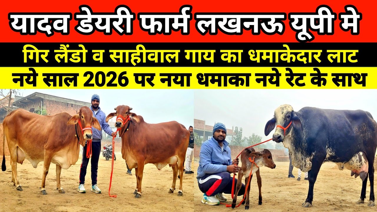 यादव डेयरी फार्म पर गिर लैंडो व साहीवाल गाय का धमाकेदार लाट उपलब्ध || yadav dairy farm lucknow #cow 