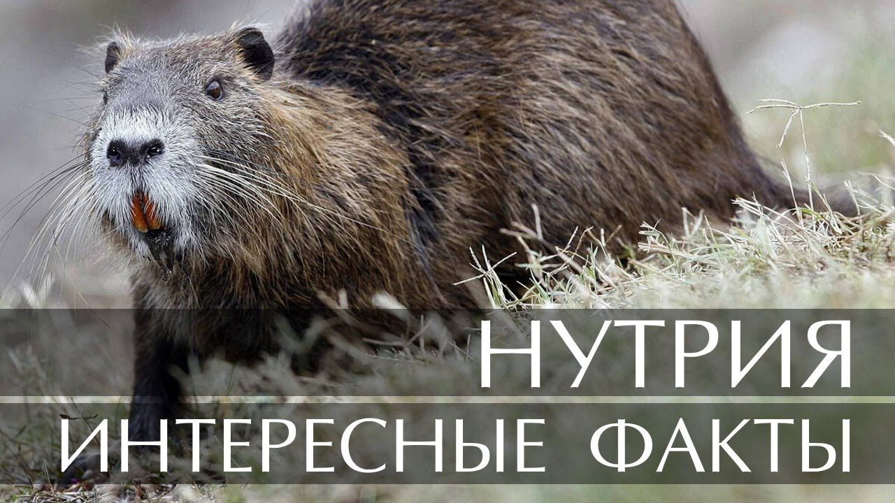 Интересные факты о Нутрии