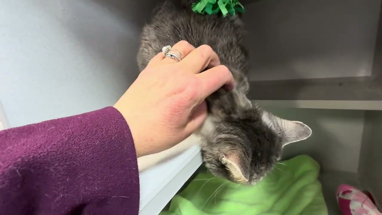 Meowington 244465 enjoys playing😻