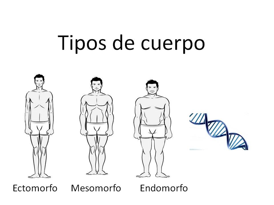 Descubre tu genética - tipos de cuerpo