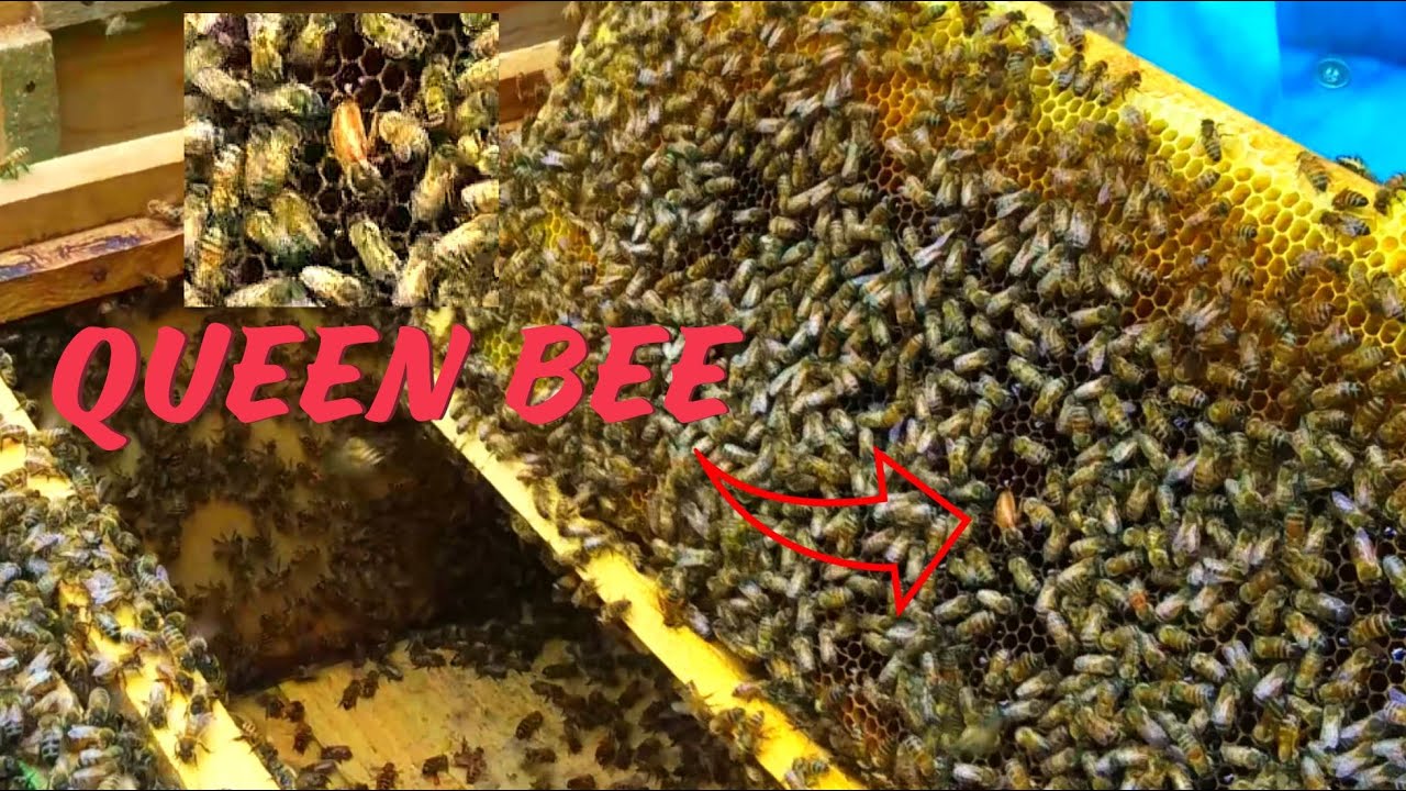 3BFarm| This is My First Year of My Bee Keeping Since 2020