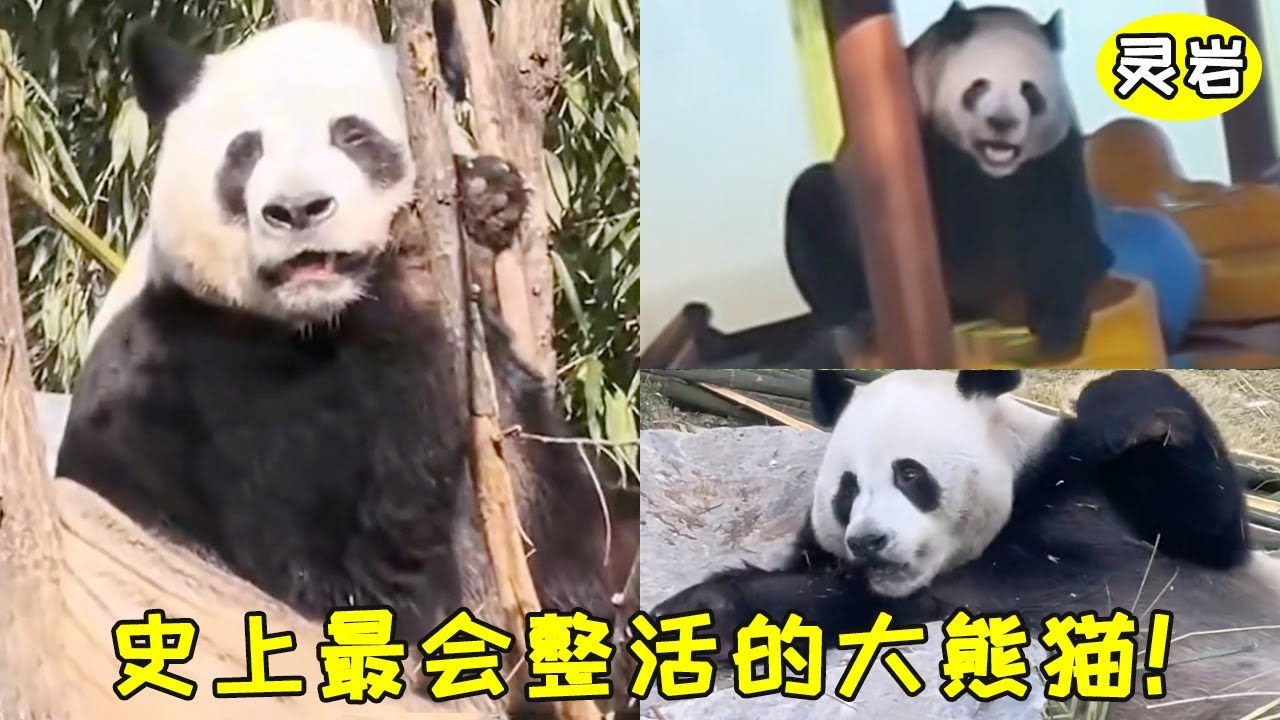 靈岩：我是史上最會整活的熊貓，而且還帶著我鄰居──邁邁一起整活，嘿嘿嘿我是不是很厲害呀！