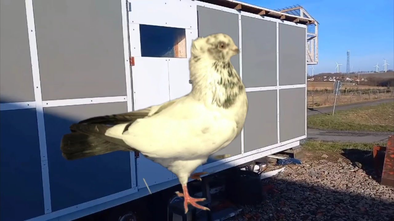 Голубятня на основе Трейлера и бакинские голуби Wiktor Arndt🇩🇪