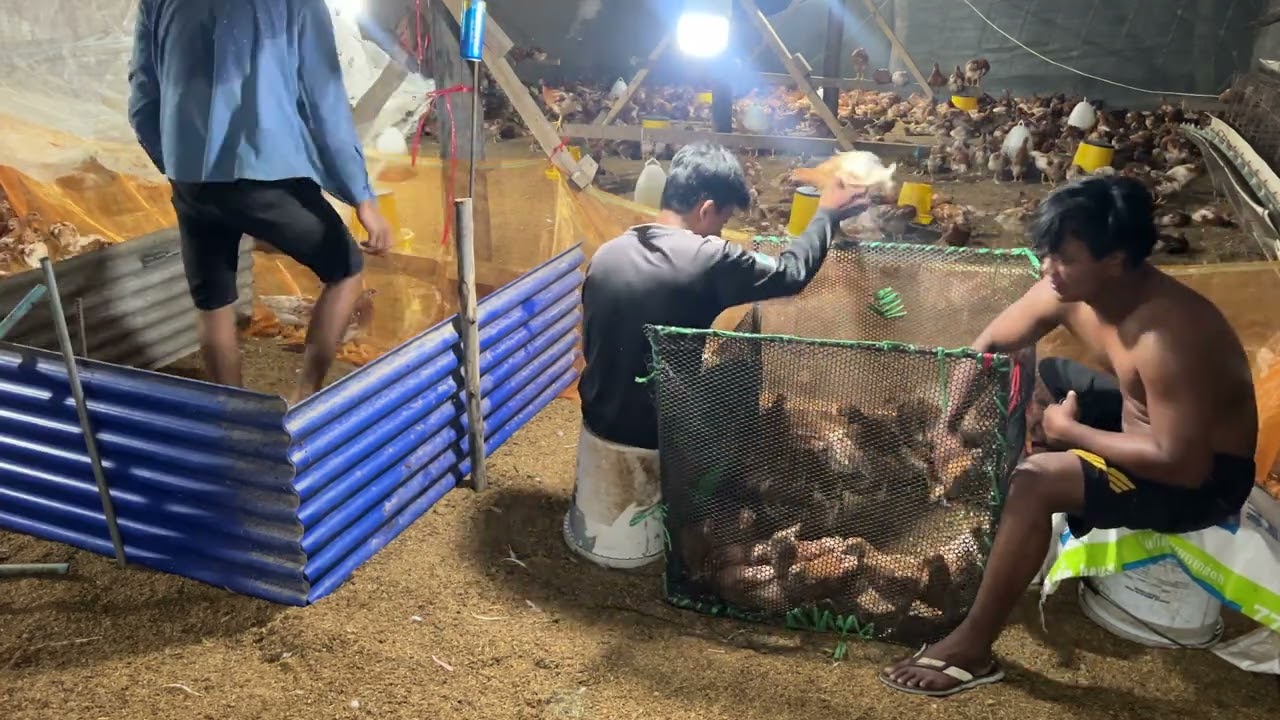 អ្វីដែលអ្នកចិញ្ចឹមមាន់ថ្មីថ្មោងត្រូវដឹងពីការចាក់វ៉ាក់សាំង