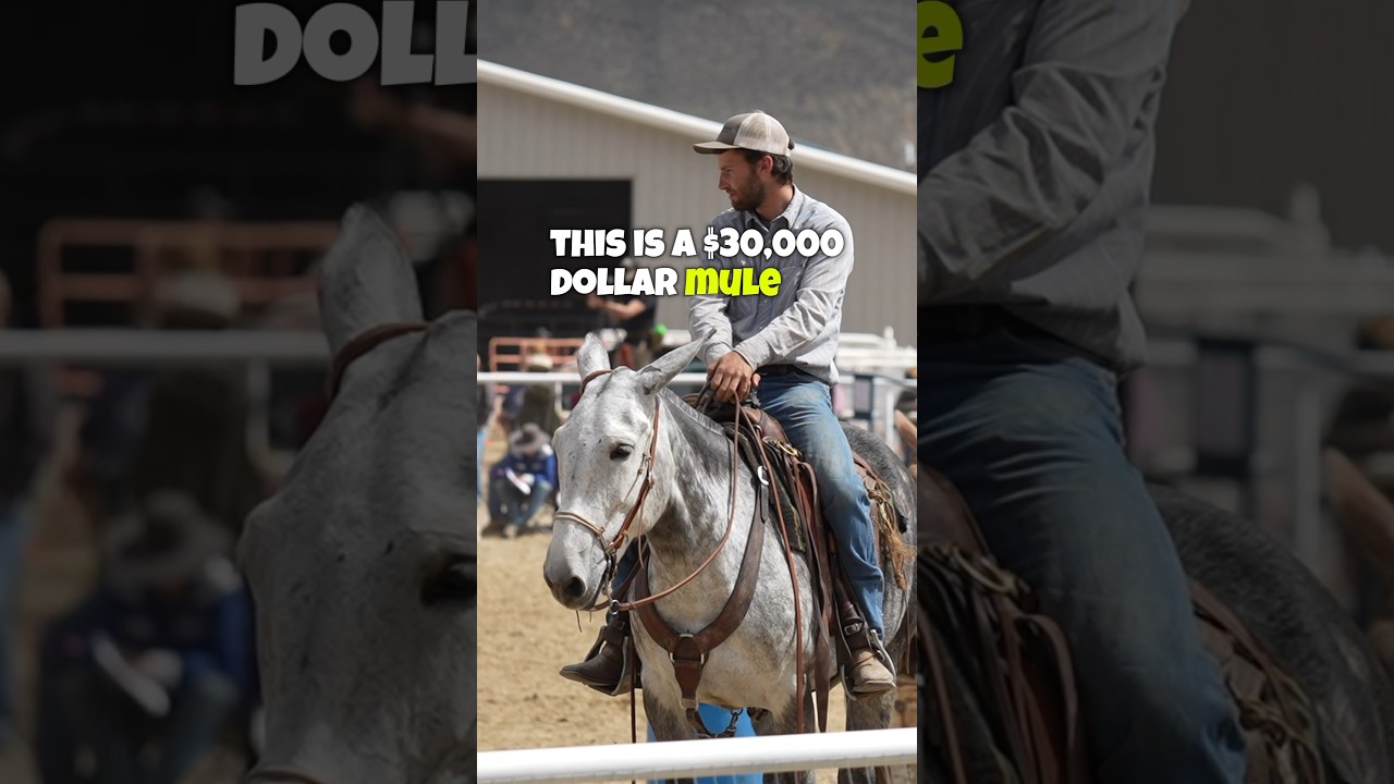 A MULE worth $30K!? 🤯 
