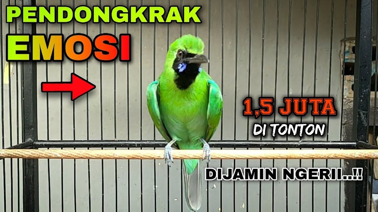 PENDONGKRAK EMOSI CUCAK IJO || TEMBAKAN KASAR DAN TAJAM