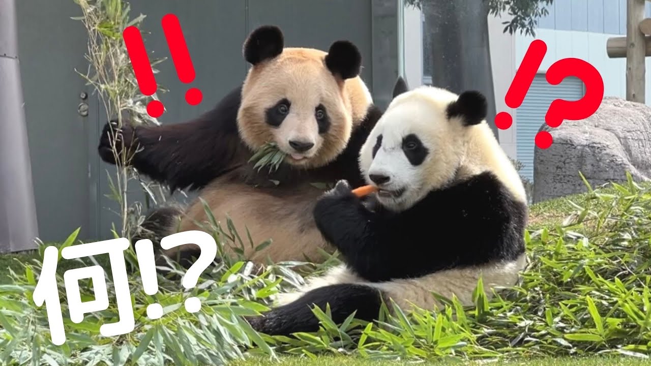 【非常事態!?】ママは固まり 娘はニンジン持って逃げる💦お食事タイムのパンダ親子 良浜＆楓浜🐼