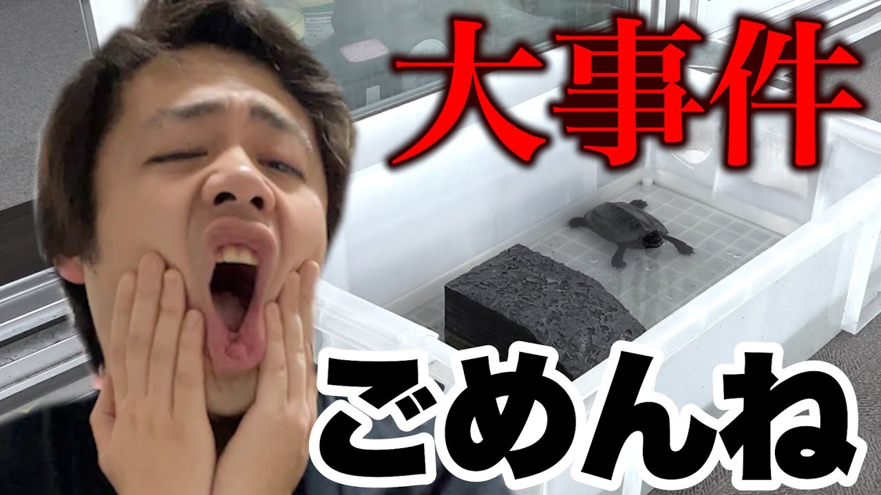 【大事件】うちのクサガメの飼育が大変なことになってしまった。