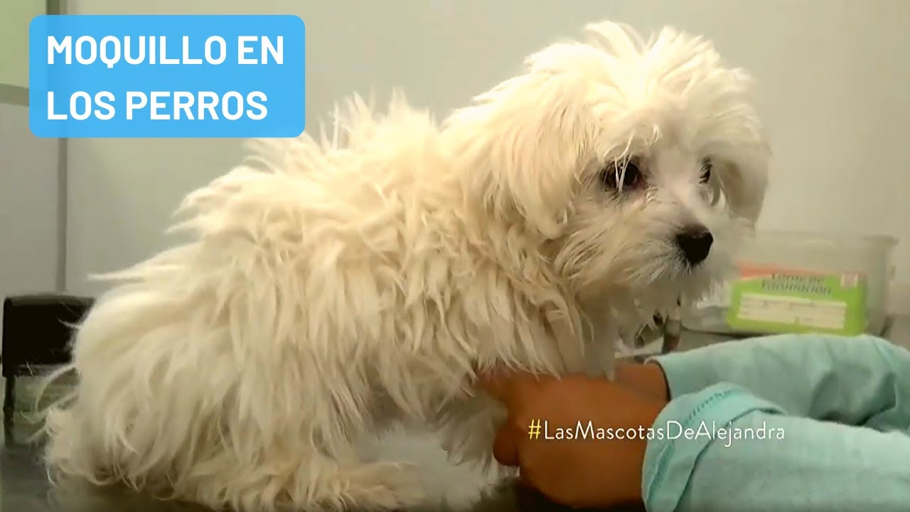 Qué es el moquillo en los perros y cuáles son los síntomas