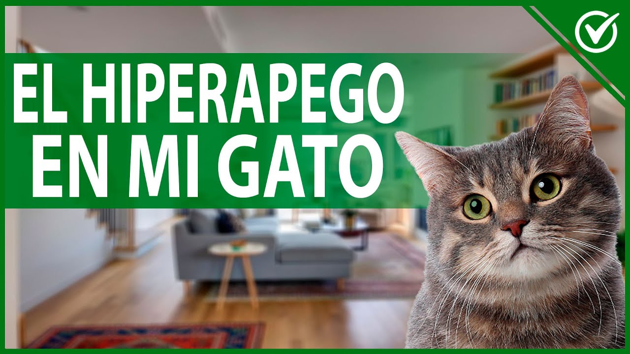 🐱 &iquest;Qu&eacute; es el Hiperapego en Gatos y C&oacute;mo Puedo Saber si mi Gato lo Tiene?  🐱❤️