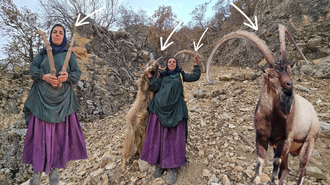 Esmat's journey in the Zagros Mountains and encountering the mountain goats 🦌🏔️