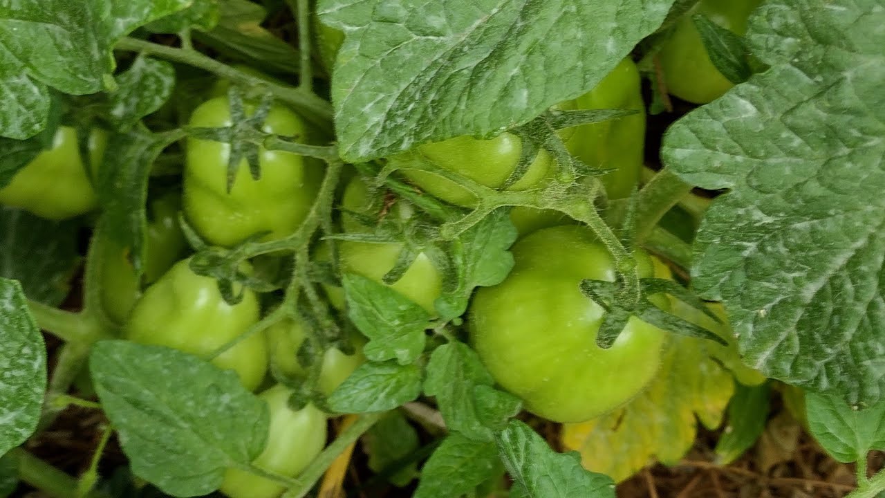 Pickled Green Tomatoes with Hot Peppers-Suburban Appalachia Channel