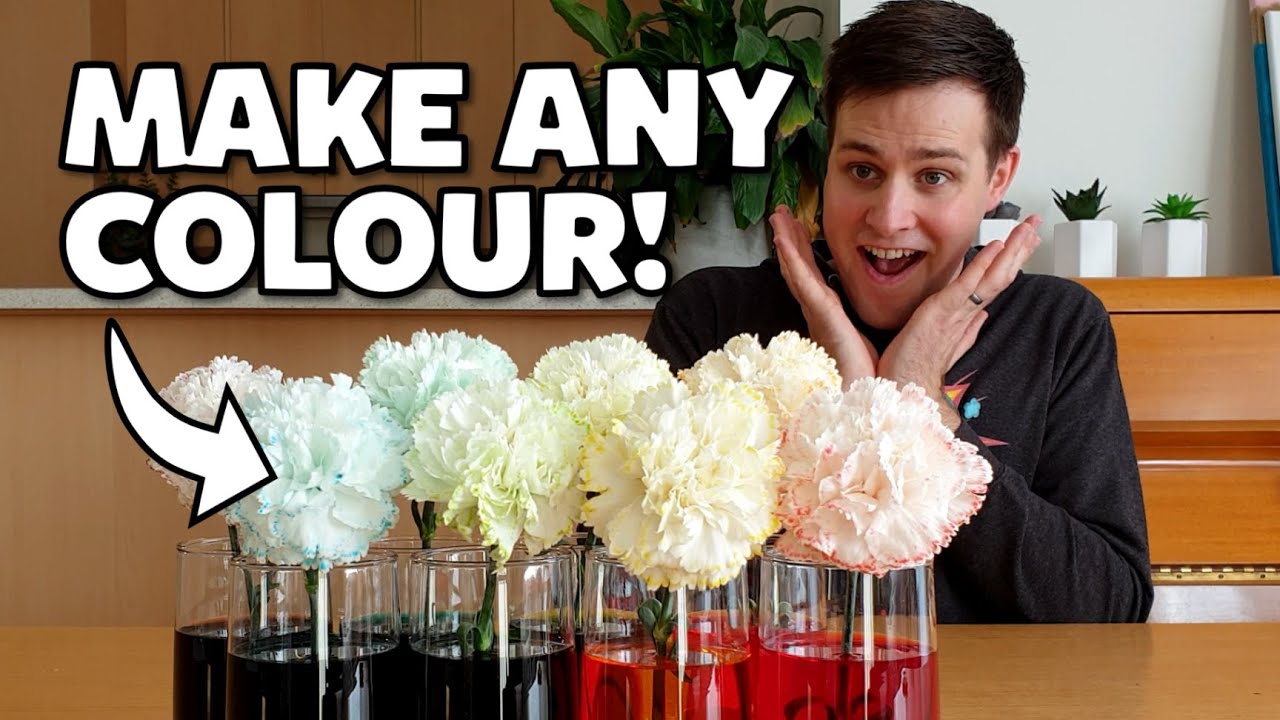 Colour Changing Flowers - Explained!