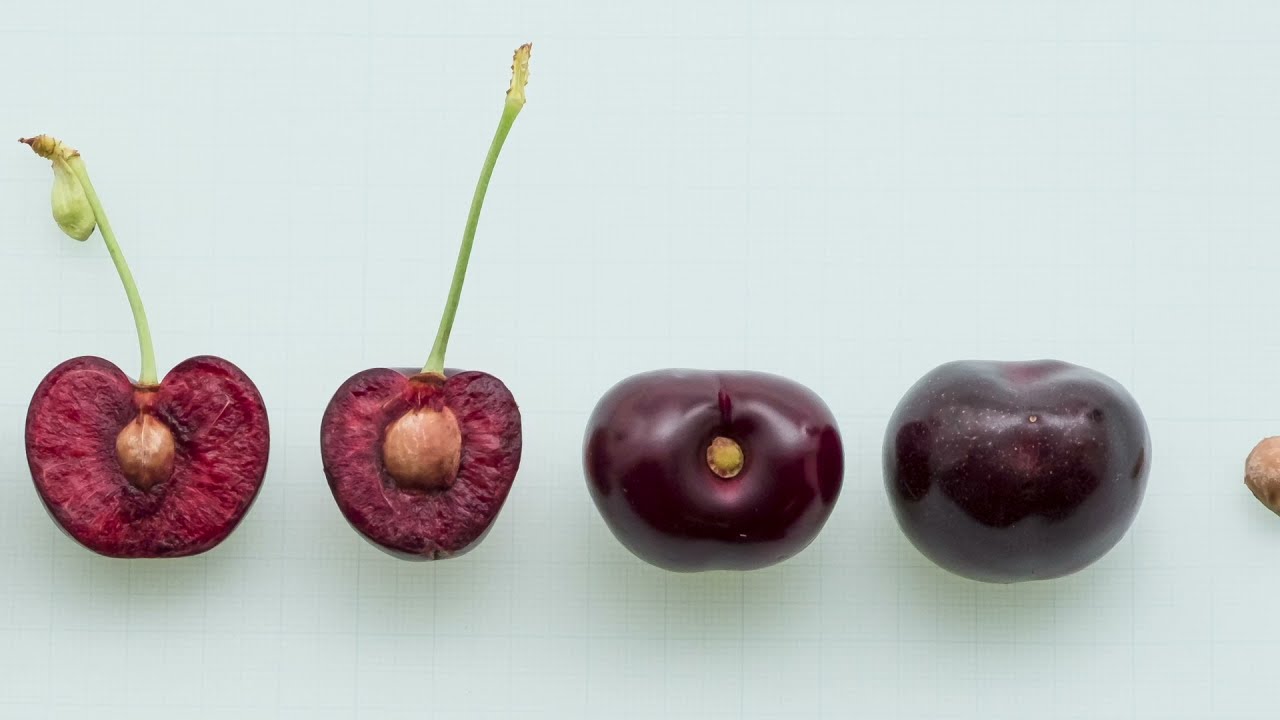 PA8UNIBO* Sweet Dave™ - la settima varietà di ciliegio della serie Sweet, a maturazione precoce