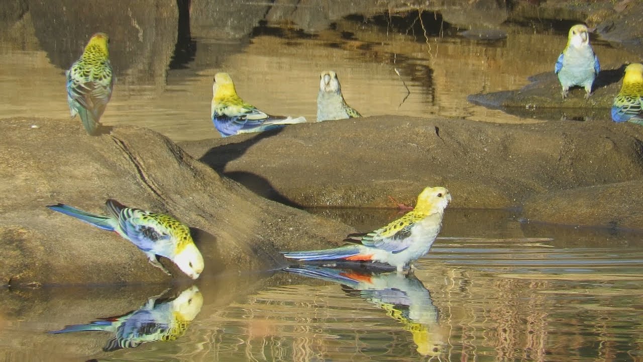 Birds Of Australia.